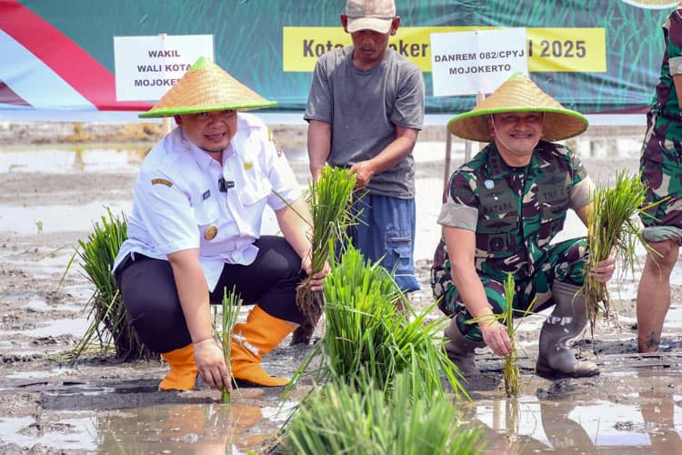 Kota Mojokerto Ikuti Tanam Padi Serentak Bersama Presiden RI Prabowo