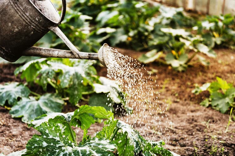 Air Garam untuk Tanaman, Menguntungkan atau Justru Merusak?