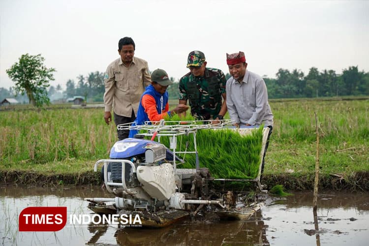 Tren Positif, Produksi Beras Banyuwangi Tembus 228 Ribu Ton
