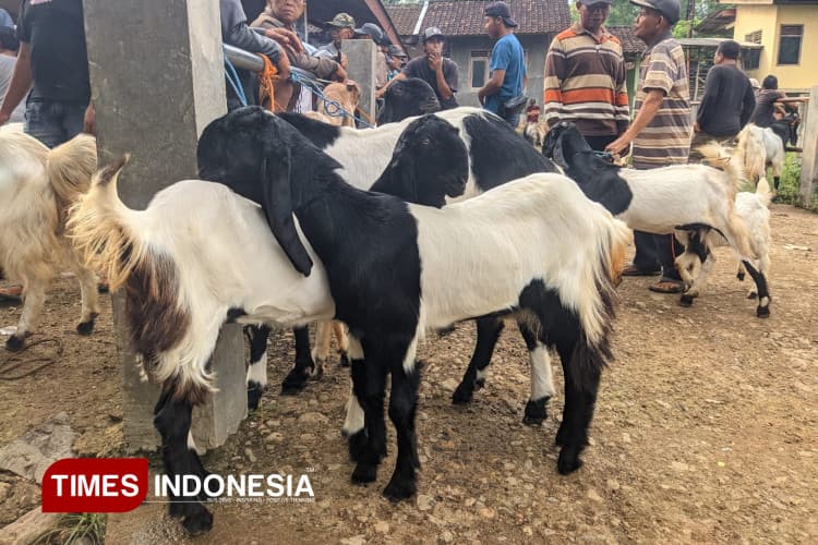 Harga Kambing di Pacitan Anjlok Awal 2026, Pedagang Terpaksa Banting Harga