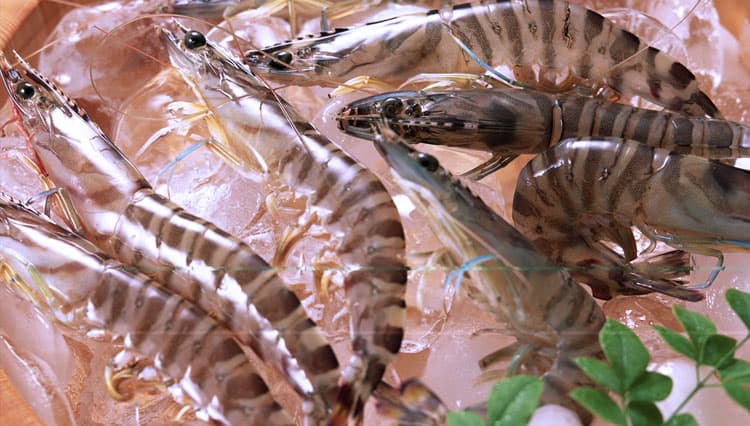 Udang Segar Kunci Sajian Sedap, Begini Cara Memilihnya