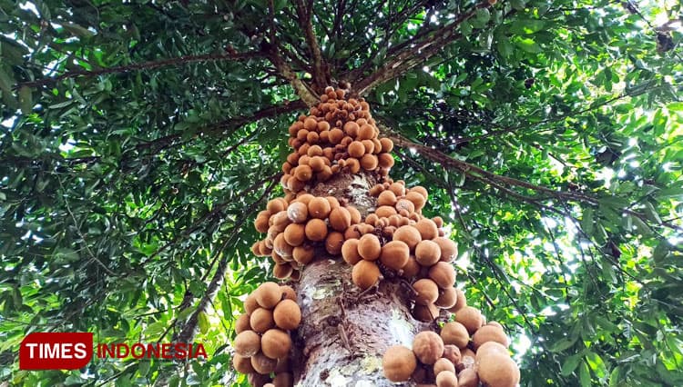 Susahnya Menemukan Buah Kepel di Banyuwangi, Si Langka Kaya Manfaat