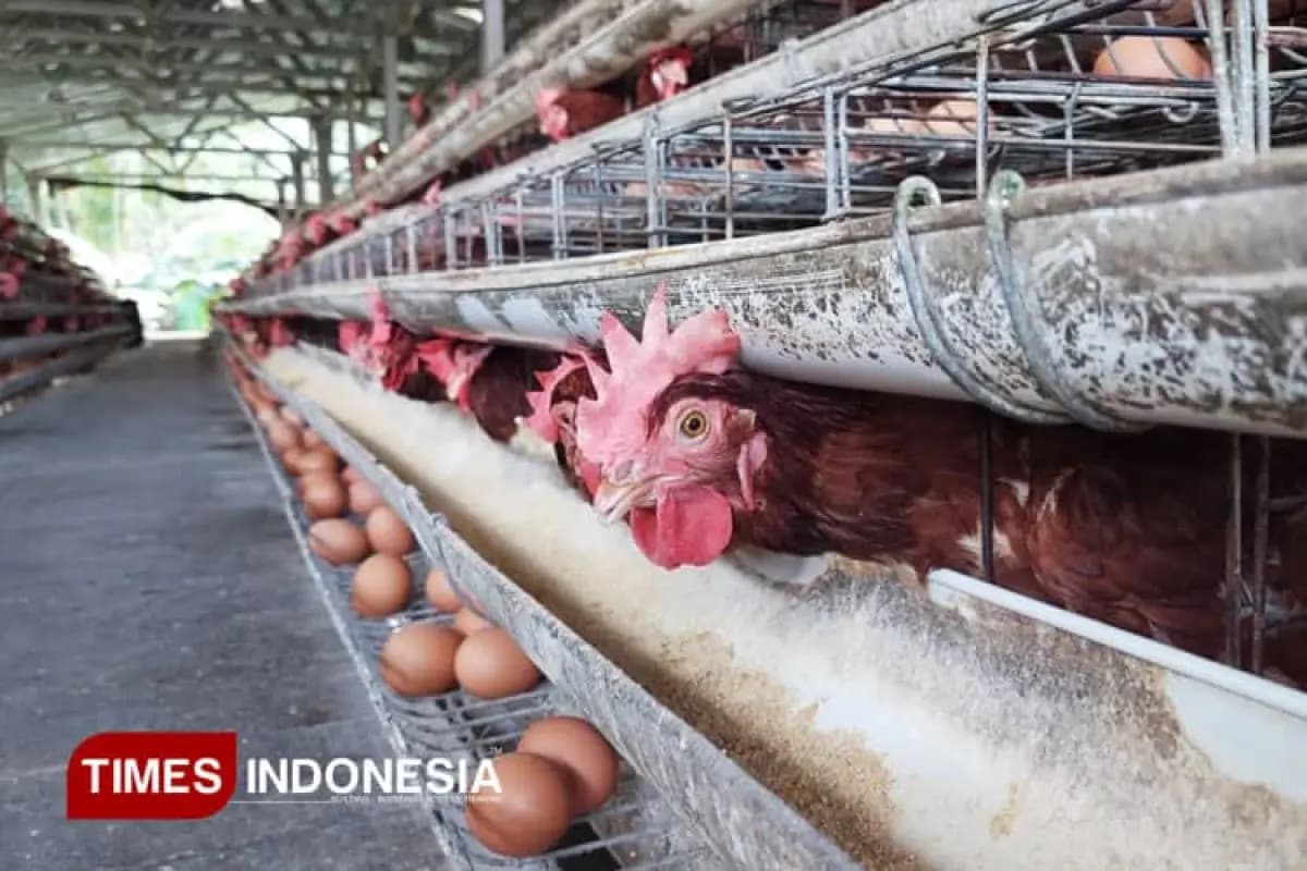 Populasi Unggas di Kabupaten Malang Tembus 26,4 Juta Ekor pada 2025