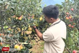 Sensasi Petik Apel Langsung dari Pohonnya, Wisata Kota Batu yang Selalu Dicari