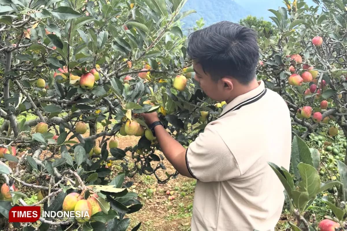 Sensasi Petik Apel Langsung dari Pohonnya, Wisata Kota Batu yang Selalu Dicari