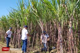Produksi Tebu Jatim Capai Rekor 20,6 Juta Ton pada 2025
