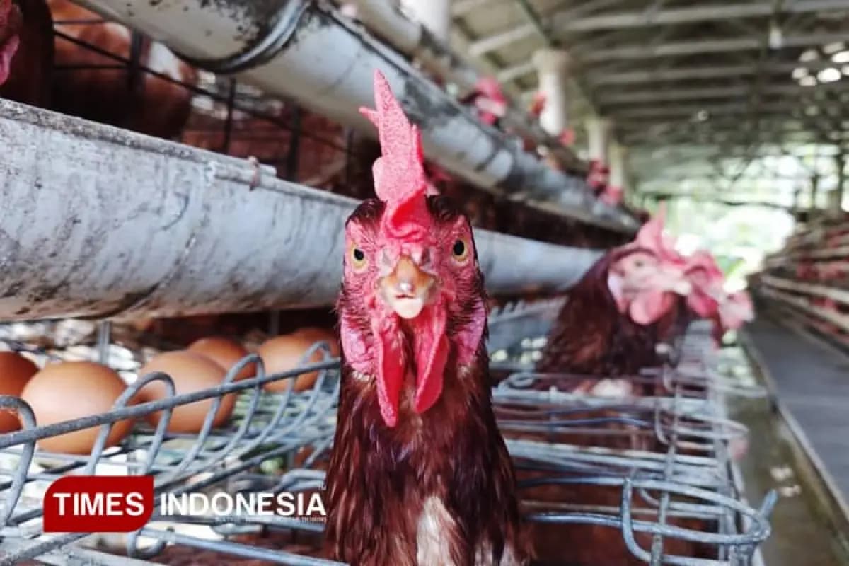 Populasi Ternak Kabupaten Malang 2025: Bululawang Juara Ayam Pedaging, Dampit Sentra Itik